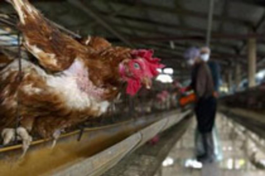 Лаборатория в Каире подтвердила птичий грипп у погибшего иракца