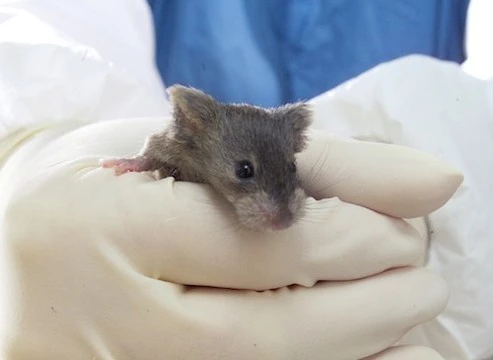 Нейробиологи внедрили ложные воспоминания спящим мышкам