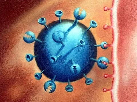 Найдены антитела, действующие против нескольких штаммов гриппа сразу