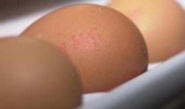 Лекарство от рака будут получать из куриных яиц