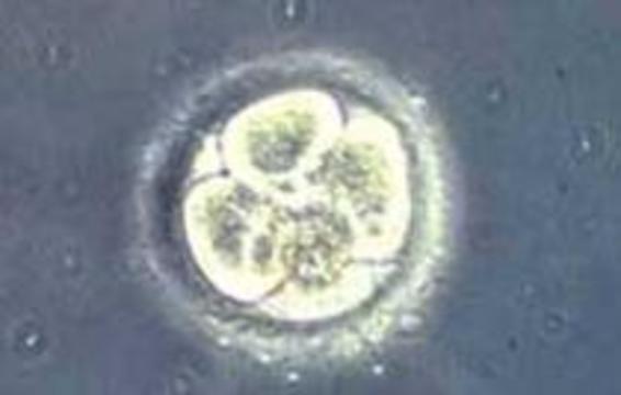 Гены можно исследовать уже у эмбрионов