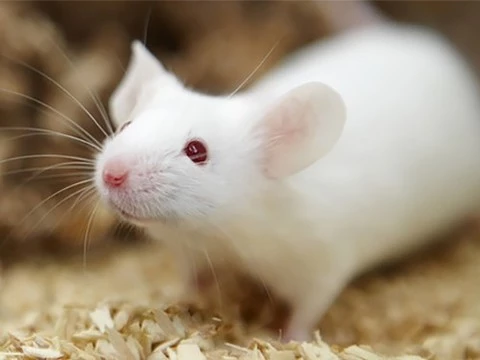 Мини-легкие, выращенные в лаборатории, пересадили мышам