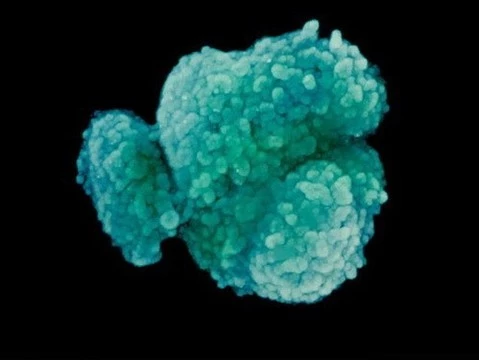 Загадки Y-хромосомы: хрупкое создание, которое скоро исчезнет