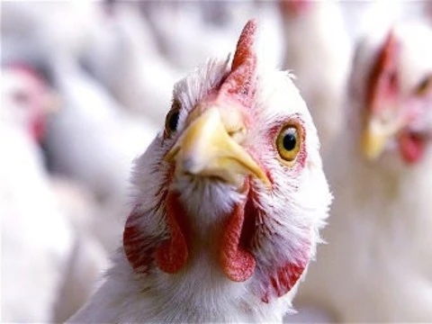 [Китай выделил] 50 миллионов долларов на борьбу с птичьим гриппом