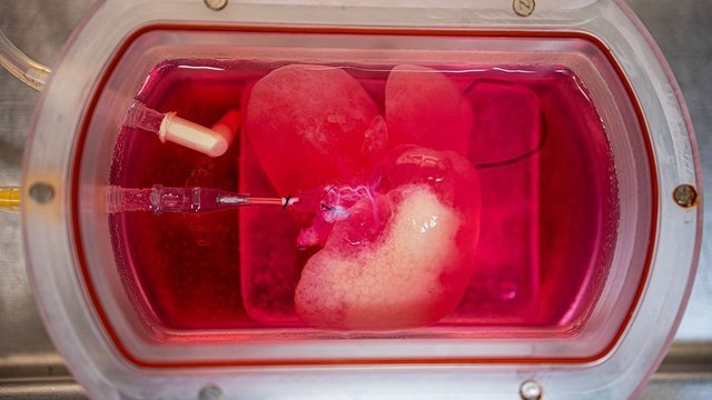 Ученые успешно пересадили крысам искусственную печень, выращенную из стволовых клеток