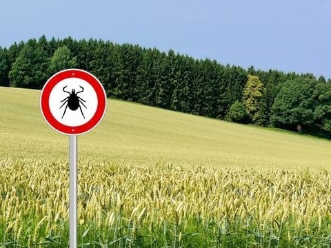 В России начался сезон клещей