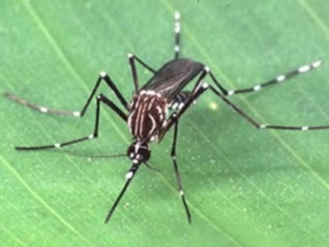 К борьбе с лихорадкой денге привлекут [комаров-мутантов]