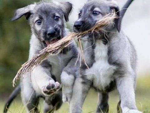 Первые в мире монозиготные щенки родились в ЮАР