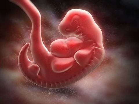 Ученые впервые генетически модифицировали эмбрионы человека