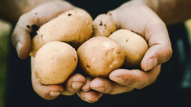 5 полезных свойств картофеля, о которых вы не догадывались