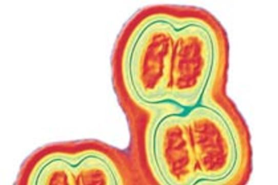 Из-за вспышки менингита в Хабаровске и Комсомольске-на-Амуре перенесли первое сентября