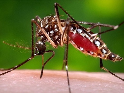 Вирус Зика негативно влияет на мужскую фертильность