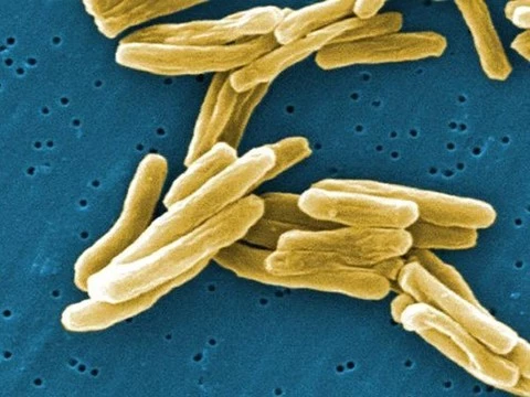 Препарат против язвы желудка защищает от туберкулеза
