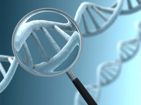 [Ученые обнаружили в мозге женщин] микрохимерическую мужскую ДНК