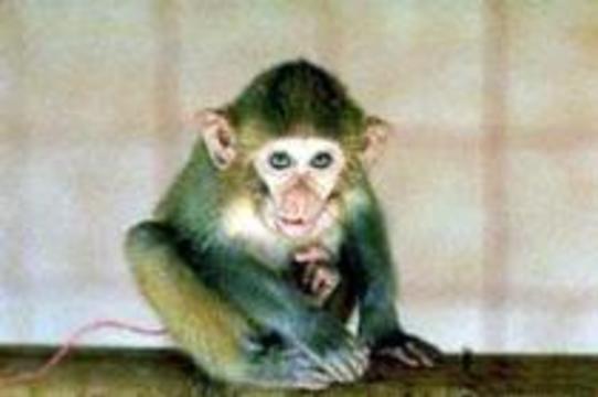 Вирусный гепатит пришел от обезьян