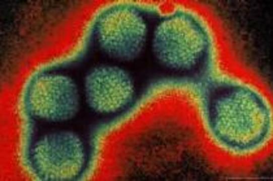 Вирус простуды уничтожает раковые клетки