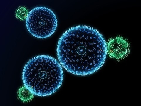 Ученые подсчитали, как часто зараженные ВИЧ клетки «просыпаются» после терапии