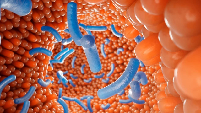 Бактерии кишечника способны накапливать лекарства, снижая их эффективность