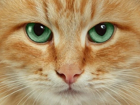 Ученые советуют расстроенным людям смотреть видео с кошками