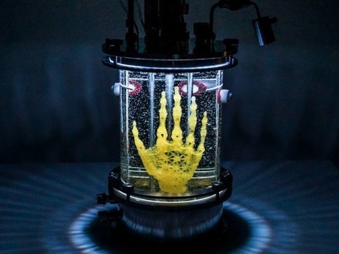 Американская художница выращивает руку из стволовых клеток
