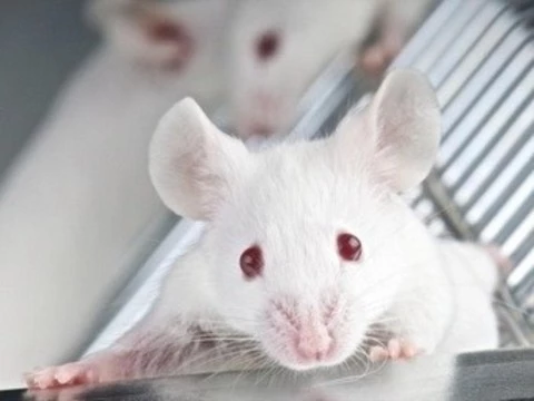 [«Солнечный витамин» избавил] мышей от рассеянного склероза