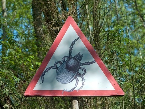 Число укушенных клещами россиян превысило 500 тыс. человек