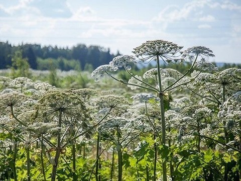 Как выглядит борщевик растение фото ядовитый молодой