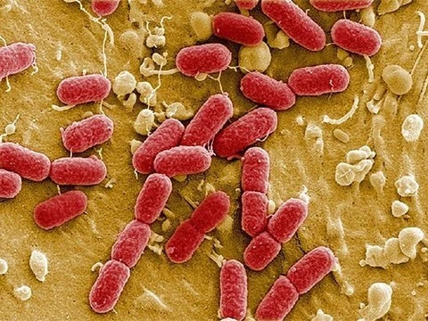 В США обнаружен второй случай заражения «супербактерией»