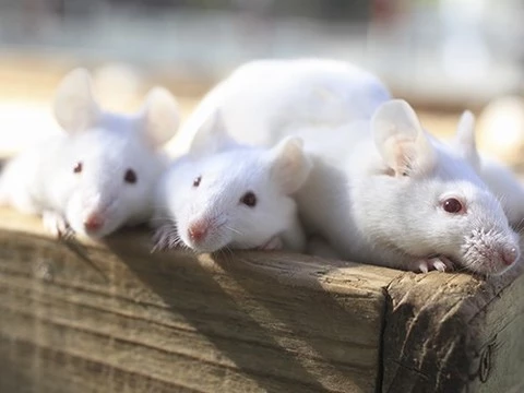 Терапия для лечения рассеянного склероза протестирована на мышах