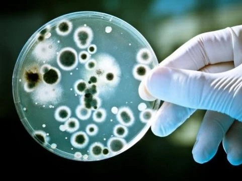 Белковые полимеры против супербактерий