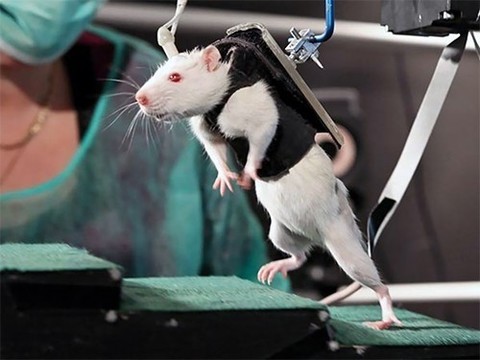 Инъекции стволовых клеток вернули парализованным после инсульта пациентам возможность ходить