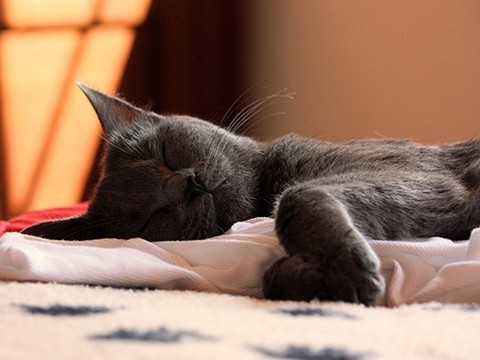 Запах любимого человека помогает уснуть, уверяют ученые