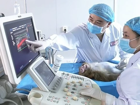 Распечатанные на 3D-принтере сосуды успешно имплантировали животным