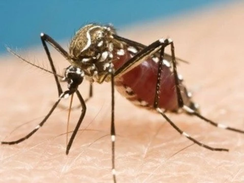 Генно-модифицированные комары [защитят бразильцев от вируса денге]