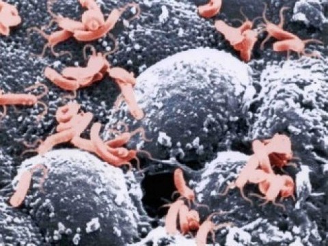 Бактерии полноты и забывчивости: ученые нашли истинные причины извечных проблем