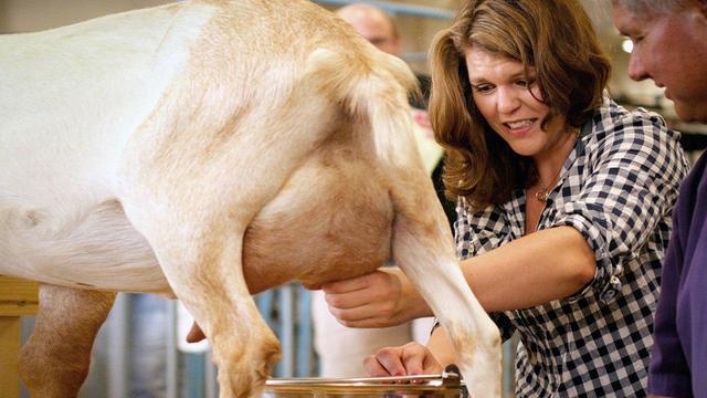В Новой Зеландии коз "научили" давать молоко с лекарством против рака