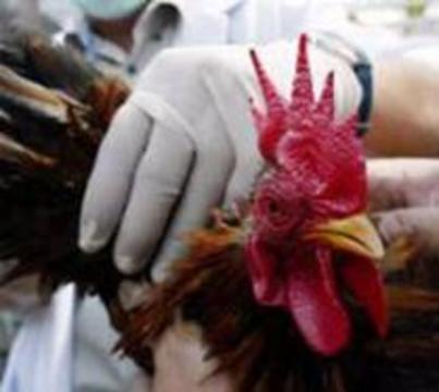 В Новосибирской области зафиксированы случаи птичьего гриппа