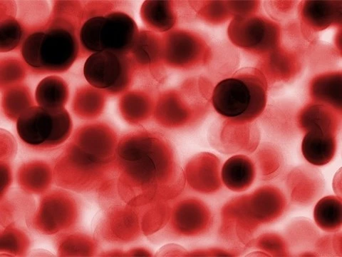 Клетки крови сделали из клеток кожи