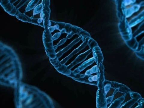 У людей найдены гены простейших организмов
