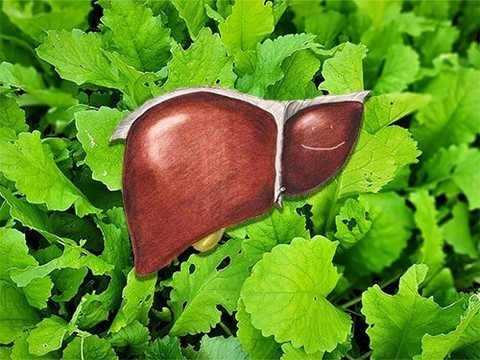 Зелень содержит вещества, защищающие здоровье печени