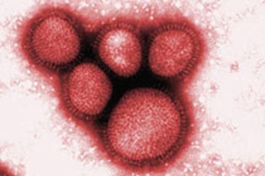 Российское консульство в Китае опровергло сообщения о [заражении россиянки гриппом H1N1]