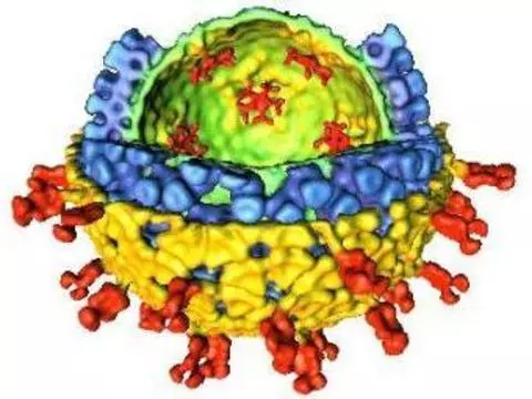 Риск заражения ротавирусной инфекцией [связали с группой крови]