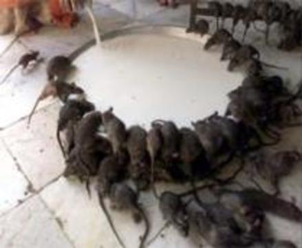 Крысы останутся в 10 процентах домов Петербурга