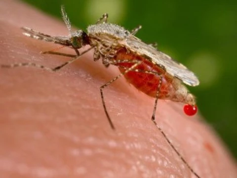 [Найдены три популяции] резистентного возбудителя малярии