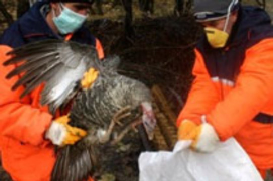 Италия предпринимает экстренные меры для борьбы с птичьим гриппом