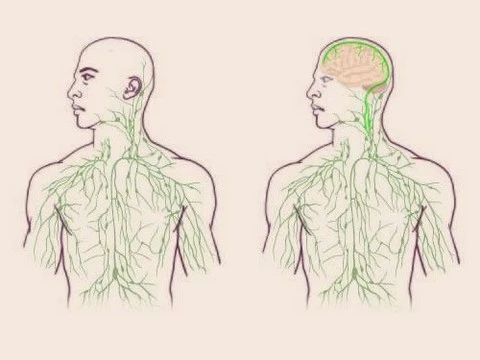 В мозге нашли лимфатическую систему