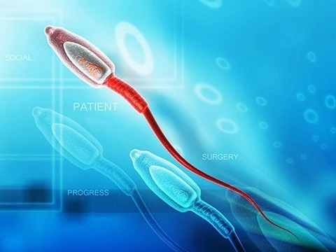 На поверхности сперматозоидов обнаружены белки, родственные пигментам сетчатки
