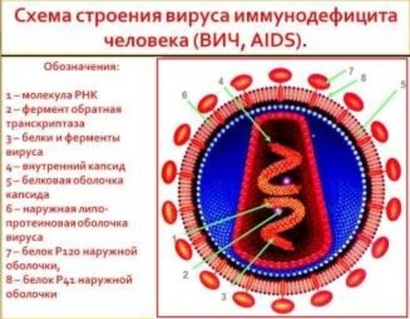 Почти каждый двухсотый россиянин [заражен ВИЧ]