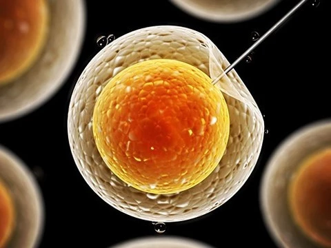 Редактированием геномов человеческих эмбрионов займутся в Швеции