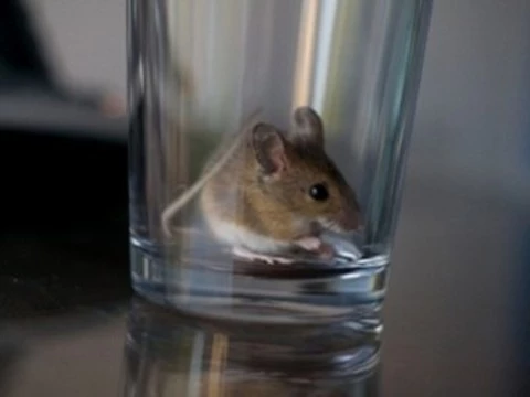 У мышей нашли [ген алкоголизма]